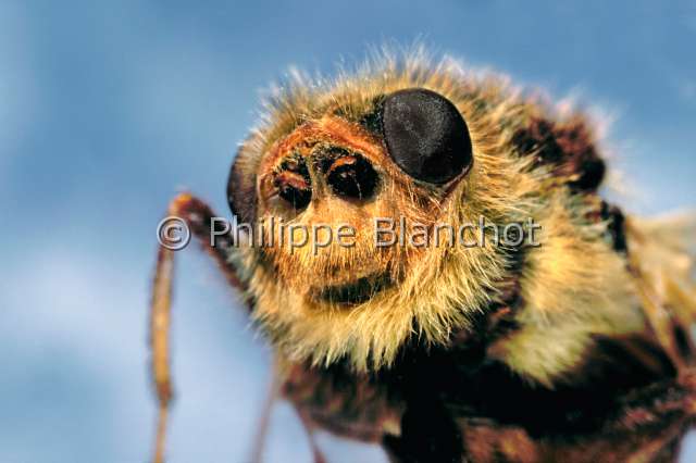 Hypoderma bovis.JPG - in "Portraits d'insectes" ed. SeuilHypoderma bovisHypoderme du boeufOx warble flyDipteraOestridaeFrance